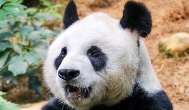 Χονγκ Κονγκ: Πέθανε στα 35 το γηραιότερο πάντα στον κόσμο - Αν ήταν άνθρωπος θα ήταν 105 χρονών