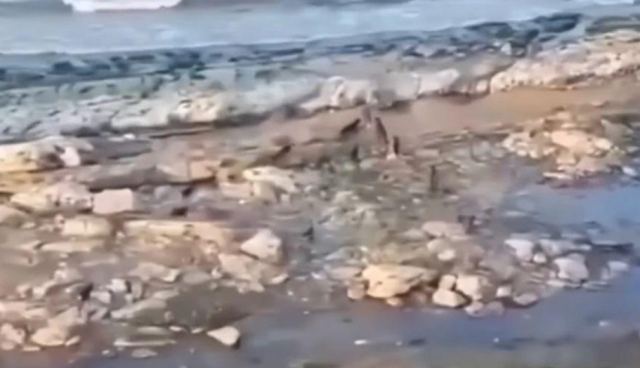 Σοκαριστικό βίντεο με αγέλη άγριων σκύλων που κυνηγά αγόρι σε παραλία