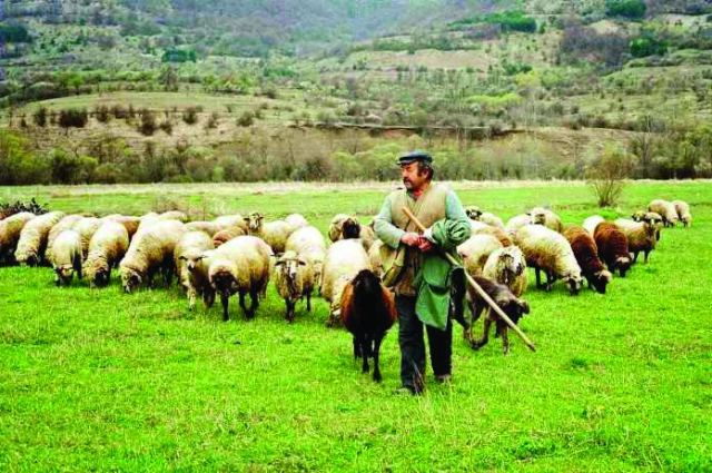 Σε απόγνωση οι μετακινούμενοι κτηνοτρόφοι των Αγράφων