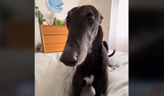 Η ξεκαρδιστική αντίδραση ενός σκύλου όταν καθυστερεί το δείπνο του! (ΒΙΝΤΕΟ)