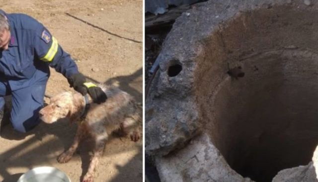 Σκύλος έπεσε σε πηγάδι βάθους 6 μέτρων στη Ρόδο: Πυροσβέστης κατέβηκε με σκοινί και τον έσωσε [εικόνες]