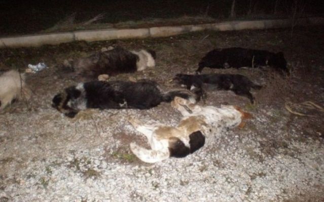 Η επικήρυξη για τον δολοφόνο των σκυλιών στο Αρχάνι Φθιώτιδας