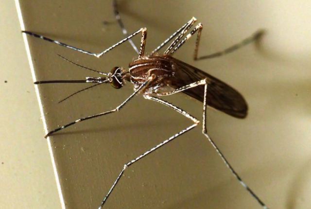 Δάγκειος πυρετός: Για μεγάλη εξάπλωση ακόμα τα επόμενα χρόνια προειδοποιεί ο ΠΟΥ