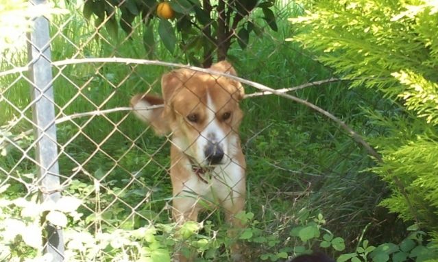 Αυτό το σκυλάκι έχει ανάγκη από ένα σπίτι και αγάπη - Μπορούμε να το βοηθήσουμε;