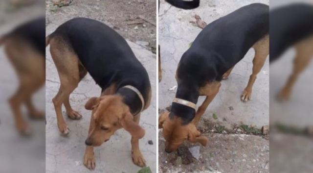 Χάθηκε σκυλάκι στο Λιανοκλάδι