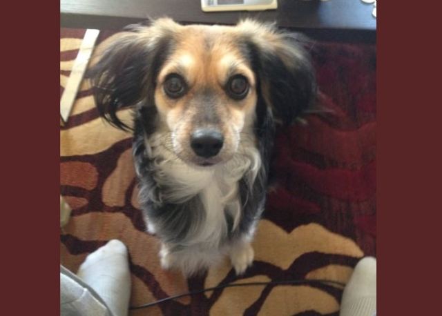 Η Μπουμπού χάθηκε στα Λουτρά Υπάτης - Μήπως την είδατε?