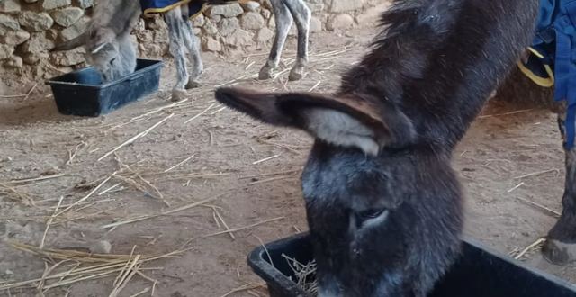 H Μαρούκα και ο Άρης: Η συγκινητική ιστορία δύο γαϊδουριών που πέθαναν το ένα μετά το άλλο