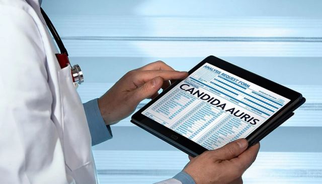 Candida Auris: Γιατί έχει σημάνει συναγερμός στα νοσοκομεία - Όσα ανέφερε ο Μαγιορκίνης