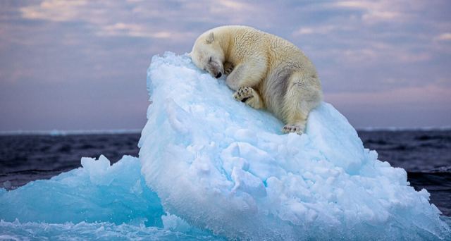Η φωτογραφία που κέρδισε το βραβείο Wildlife Photographer of the Year