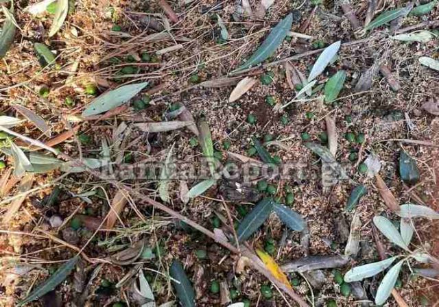 Καταστροφή στα ελαιοπερίβολα της Ανατολικής Φθιώτιδας από το χαλάζι (ΒΙΝΤΕΟ)