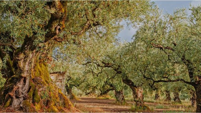 Γιατί φεύγουν από την Ελλάδα οι Αλβανοί εργάτες γης - Σε κίνδυνο η ελαιοπαραγωγή