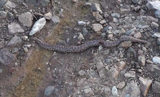 Ένα βόας της άμμου εντοπίστηκε στα Φάρσαλα (ΦΩΤΟ)