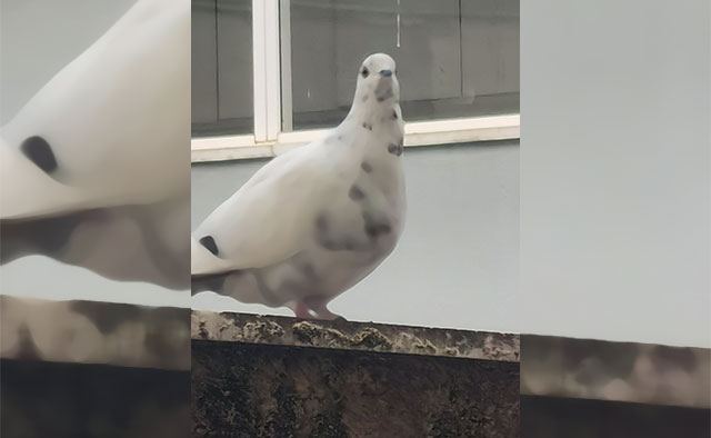 Καταγγελία για δηλητηριάσεις πουλιών στο Παγκράτι Λαμίας