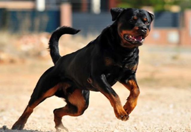 Θεσσαλονίκη: Οδηγός χρησιμοποίησε Ροτβάιλερ για να φοβίσει αστυνομικούς που τον έλεγξαν