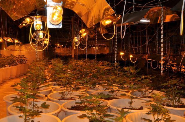 Φθιώτιδα: Το βουστάσιο έγινε φυτεία με πάνω από 2.000 χασισόδεντρα