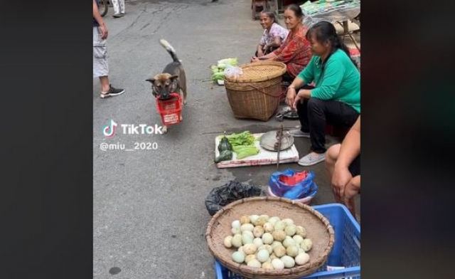 Σκύλος πηγαίνει στη... λαϊκή και τρελαίνει το TikTok - Επικό βίντεο!