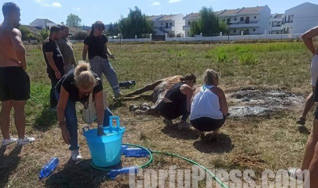 Κέρκυρα: Άφησαν άλογο δεμένο, χωρίς τροφή και νερό - Δεν άντεξε το άτυχο ζώο - Σκληρές εικόνες
