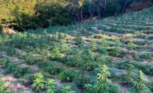 Φθιώτιδα: Οκτώ συλλήψεις για τη μεγάλη χασισοφυτεία στις Λιβανάτες (ΒΙΝΤΕΟ)