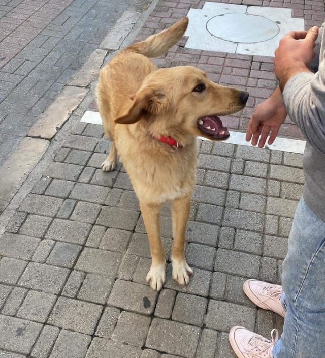 Ψάχνετε αυτό το σκύλο?