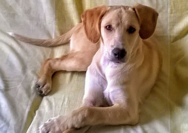 Χάσαμε τον Έκτορα - Μπορείτε να βοηθήσετε?