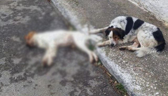 Φιλοζωικός: Καταγγελία για φόλες στην Παλαιοκερασιά