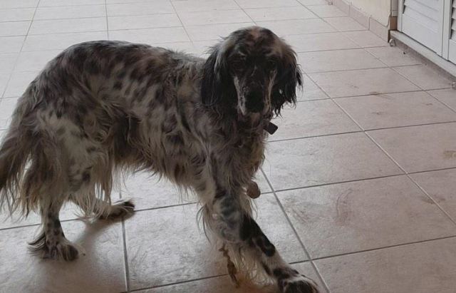 Χάθηκε η Λούπα - Βοηθήστε να τη βρούμε