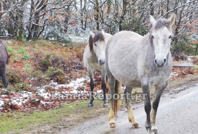 Πανέμορφες εικόνες από τη χιονισμένη Παύλιανη - ΒΙΝΤΕΟ
