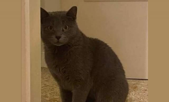 Χάθηκε γατούλα στο κέντρο της πόλης
