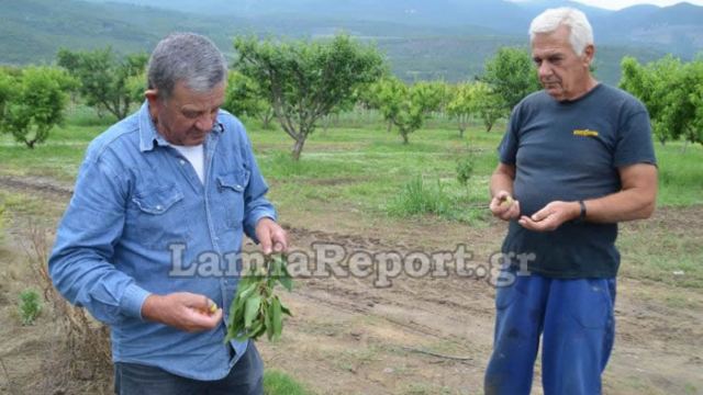 Λαμία: Επιδρομές προσφύγων στα χωράφια της Δαμάστας - ΒΙΝΤΕΟ