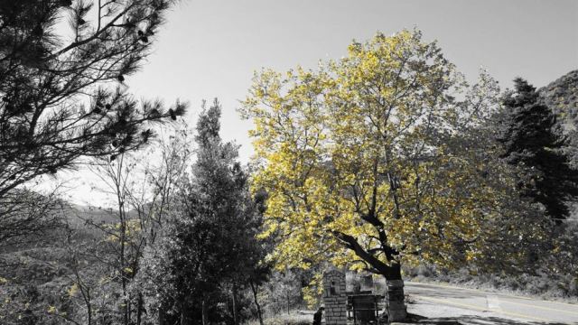 Αμφίκλεια: Εστιάζοντας στο κίτρινο... - Δείτε Εικόνες