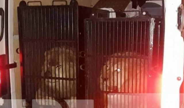 Δεν πήγαιναν στη Μύκονο τα λιοντάρια και η τίγρης - Πού κατευθύνονταν τα άγρια θηρία