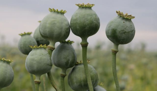 Η Μιανμάρ έγινε η μεγαλύτερη παραγωγός όπιου στον κόσμο