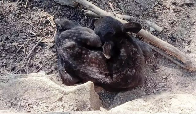 Άνδρος: Αυτό είναι το μαύρο ελάφι που γεννήθηκε σε φάρμα του νησιού – Η εξήγηση για το χρώμα του