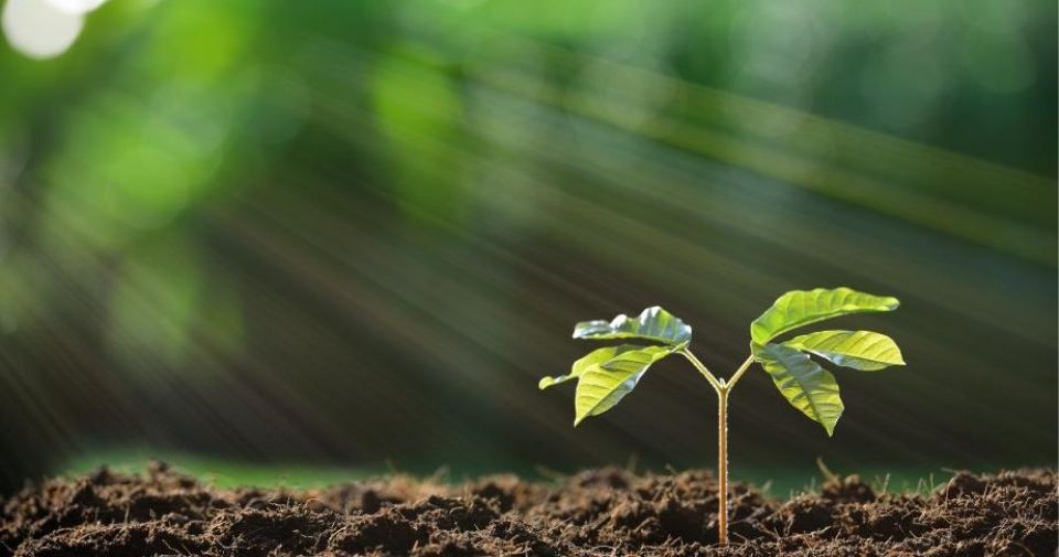 Λαμία: Ποιες αναλύσεις εδάφους χρειάζονται για τη δική σας καλλιέργεια;