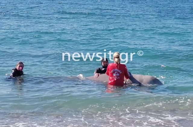 Άλιμος: Κινδυνεύει ο ζιφιός – Με σπασμένη γνάθο και συμπτώματα «εγκεφαλίτιδας»