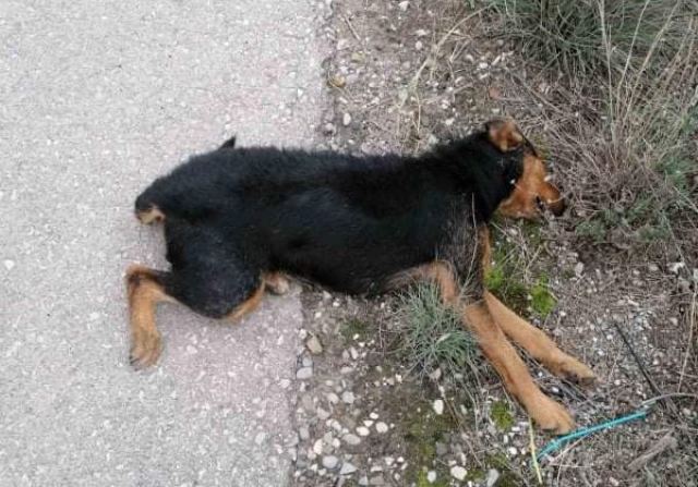 Αυτό το άτυχο πλάσμα ποιος θα το μαζέψει;