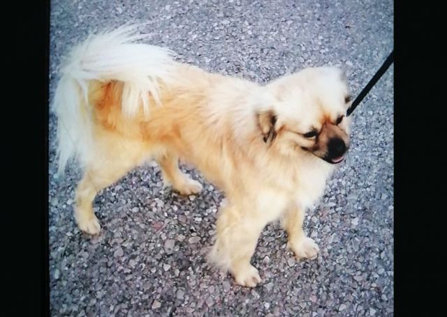 Χάθηκε ο Τζακ - Βοηθήστε να τον βρούμε!