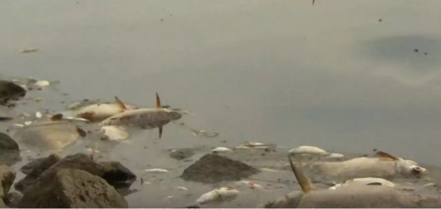 Πολωνία: 100 τόνοι νεκρών ψαριών στις όχθες του Όντερ