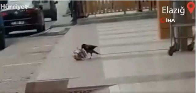 Κοράκι έκλεψε πατατάκια από σούπερ μάρκετ – Ξεκαρδιστικό βίντεο