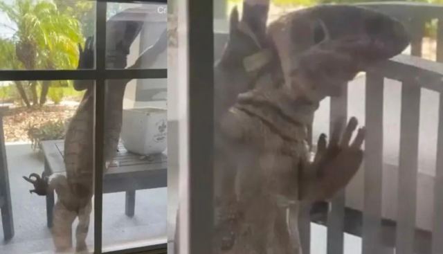 Γιγαντιαία σαύρα «γρατζουνάει» το παράθυρο σπιτιού στη Φλόριντα - «Μοιάζει με Γκοτζίλα»