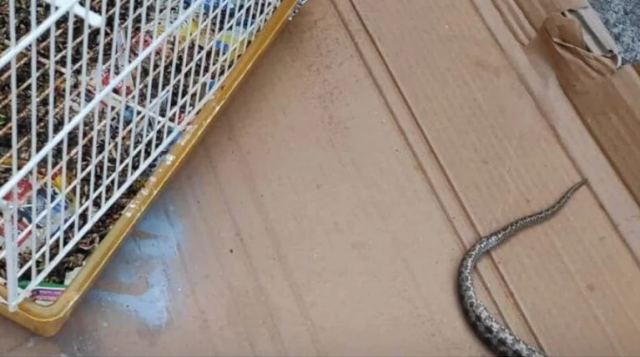 Φίδι μπήκε σε κλουβί και έφαγε καναρίνια