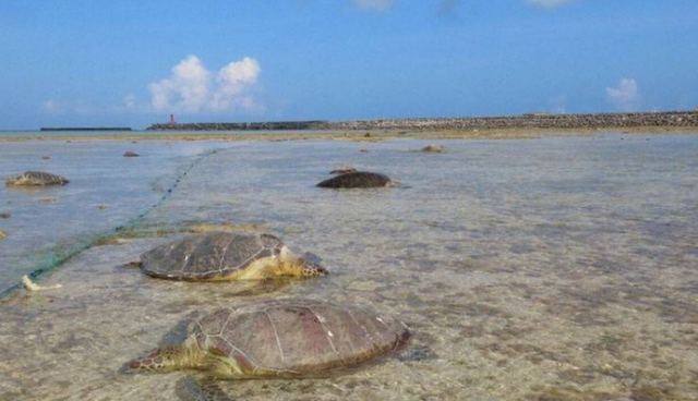 Ιαπωνία: Θαλάσσιες χελώνες βρέθηκαν «μαχαιρωμένες» σε παραλία στην Οκινάουα