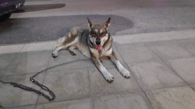 Βρέθηκε ο σκύλος της φωτογραφίας