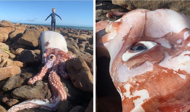 Ξεβράστηκε σπάνιο καλαμάρι με γιγαντιαίο ράμφος και μάτι σε μέγεθος γροθιάς – «Πού είναι ο Μόμπι Ντικ;»