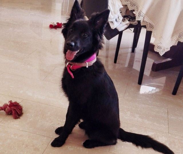 Βρέθηκε το μαύρο λυκόσκυλο που είχε χαθεί στο Παγκράτι Λαμίας