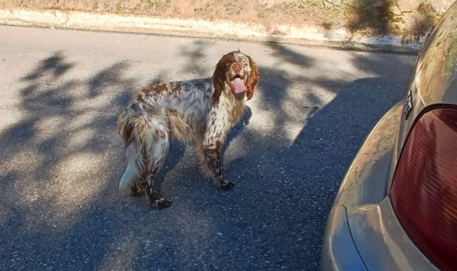 Μήπως ψάχνετε αυτό το σκυλάκι?