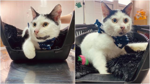 Ένας χαδιάρης γάτος ψάχνει σπίτι!