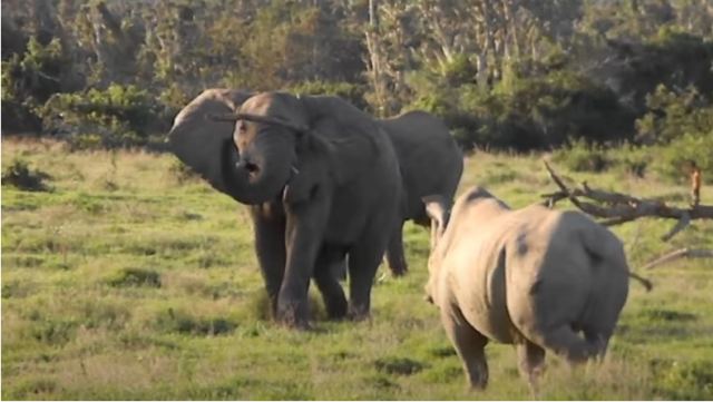Ελέφαντας προσπάθησε να επικρατήσει ρινόκερου, πετώντας του ένα μεγάλο κλαδί (vid)