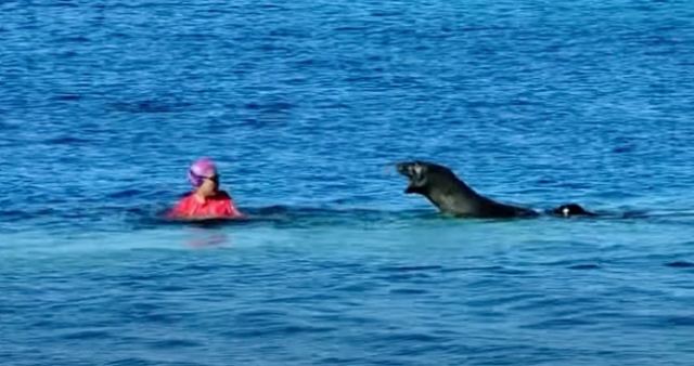Στιγμές τρόμου για κολυμβήτρια – Αντιμέτωπη με φώκια και το μωρό της
