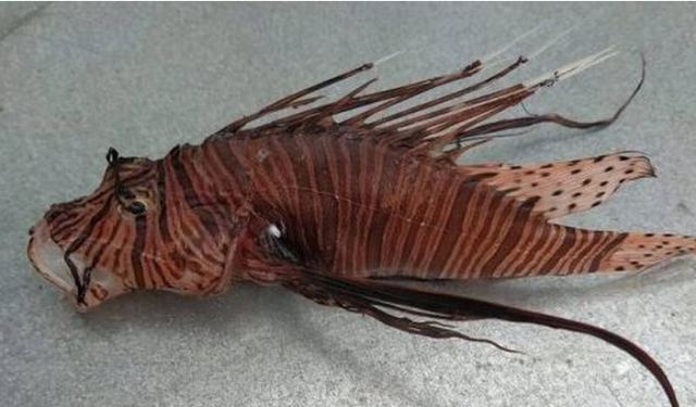 Συναγερμός στην Πρέβεζα για το δηλητηριώδες λεοντόψαρο που εντοπίστηκε στον Μύτικα